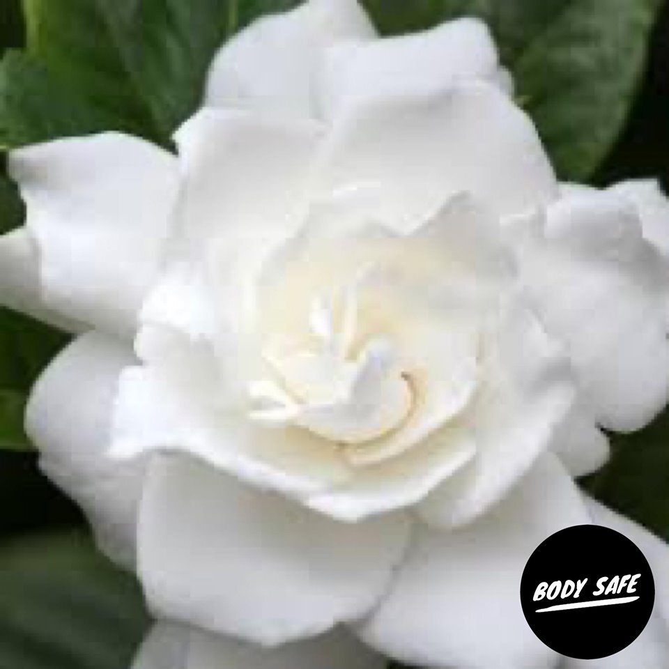 Gardenia Fragrance Oil Gardenia Fragrance Oil