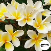 Frangipani Fragrance Oil - 100ml