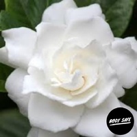 Gardenia Fragrance Oil - 100ml